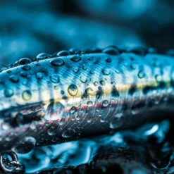 Poisson Nageur SAXTON 75S MAQUEREAU VERT Pêche Au Leurre En Mer -Pêche Vente Boutique poisson nageur saxton 75s maquereau vert peche au leurre en mer 4